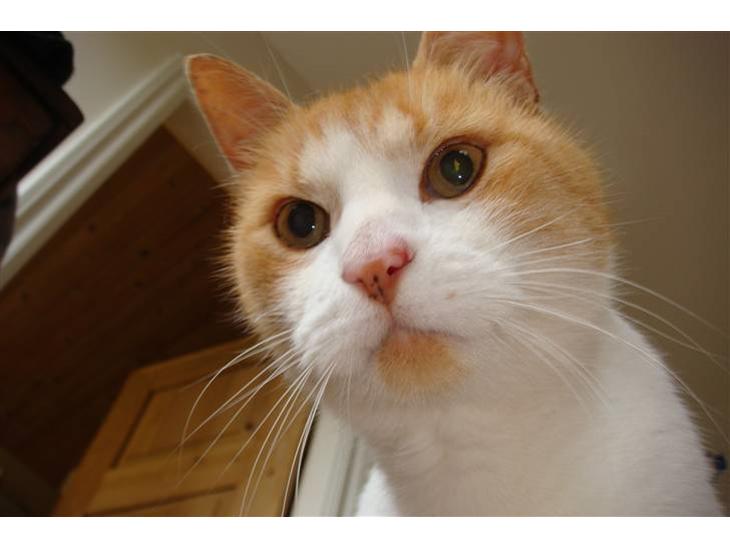 {{currentPhoto.altText}} billede {{currentPhoto.number}}