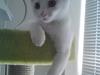 Huskat Ib