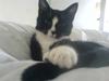 Huskat Thor Thunderpaw