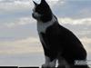 Huskat Pjevs'<3
