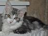 Maine Coon Lovely coons Dakota [Tidl. kat]