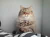 Sibirisk Kat Hermie