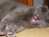 Blanding af racer Figi (Figaro) 