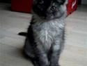 Maine Coon Selina sov sødt skat!