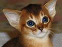 Abyssinier Essence