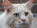 Maine Coon Dakota