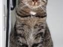 Huskat Mis*Aflivet*