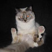 Hellig Birma DK Poppy Pomfrey