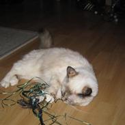 Hellig Birma DK Poppy Pomfrey