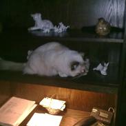 Hellig Birma DK Poppy Pomfrey