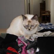 Hellig Birma DK Poppy Pomfrey