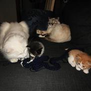 Hellig Birma DK Poppy Pomfrey