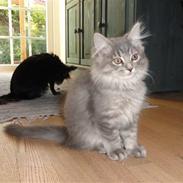 Maine Coon Nahla