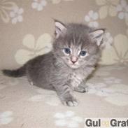 Maine Coon Nahla