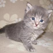 Maine Coon Nahla