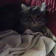 Maine Coon Nahla