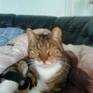 Huskat biv (aflivet)