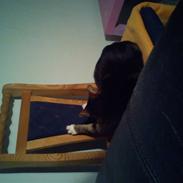 Huskat biv (aflivet)