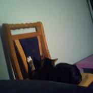 Huskat biv (aflivet)