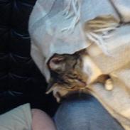 Huskat biv (aflivet)