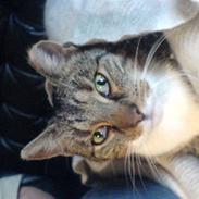 Huskat biv (aflivet)