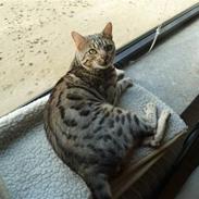 Bengal Cougar Silver Magic