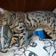 Bengal Cougar Silver Magic