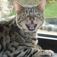 Bengal Cougar Silver Magic