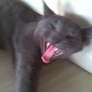 Huskat Kleo (Cleopatra)