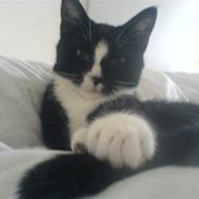 Huskat Thor Thunderpaw
