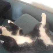 Huskat Thor Thunderpaw