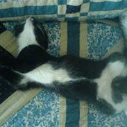Huskat Thor Thunderpaw