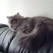 Perser Well-Done`s Sunday Blue