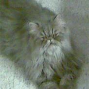 Perser Well-Done`s Sunday Blue