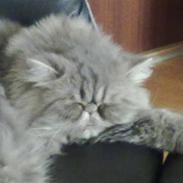 Perser Well-Done`s Sunday Blue