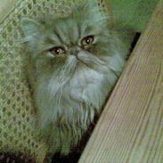 Perser Well-Done`s Sunday Blue