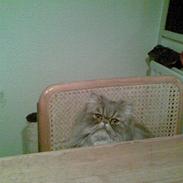 Perser Well-Done`s Sunday Blue