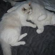 Ragdoll Dahlia