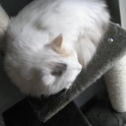 Ragdoll Dahlia