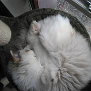 Ragdoll Dahlia