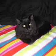 Blanding af racer Oliver