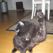 Blanding af racer Oliver