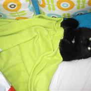 Blanding af racer Oliver