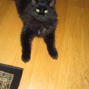 Blanding af racer Oliver