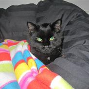 Blanding af racer Oliver