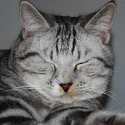 Huskat Colin