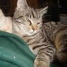 Blanding af racer Julle