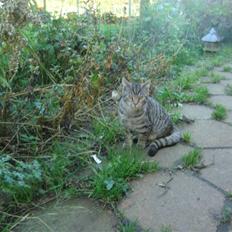 Blanding af racer Julle