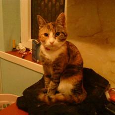 Blanding af racer Misser