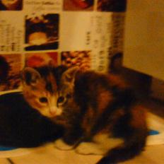 Blanding af racer Misser